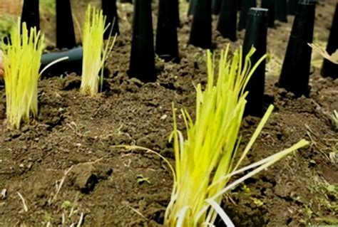 韭黄最简单种植方法