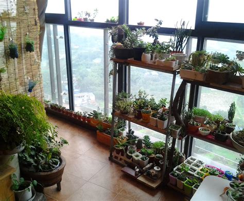 顶楼阳台种啥植物