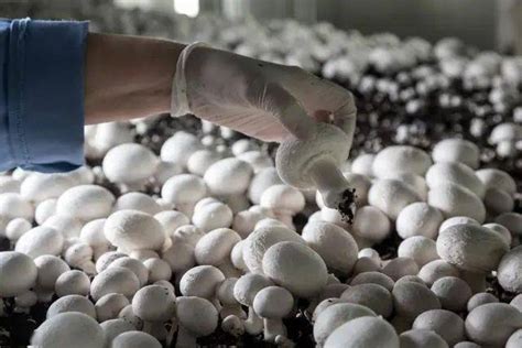 香菇种植方法及技术