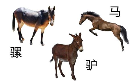 马和驴的杂交是跨物种杂交吗