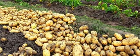 马铃薯有哪些栽培技术和管理