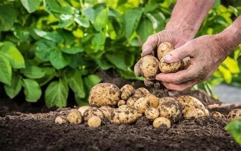 马铃薯栽培的几个步骤