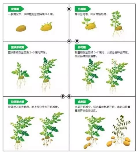 马铃薯的种植技术和方法