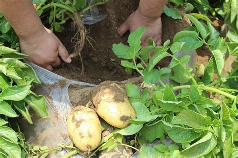 马铃薯种植四种方法