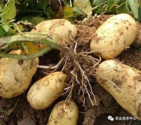 马铃薯种植方法和注意事项