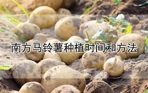 马铃薯种植时间与技巧