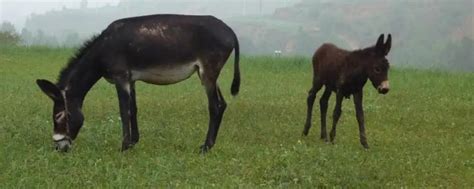 驴与马的交情视频