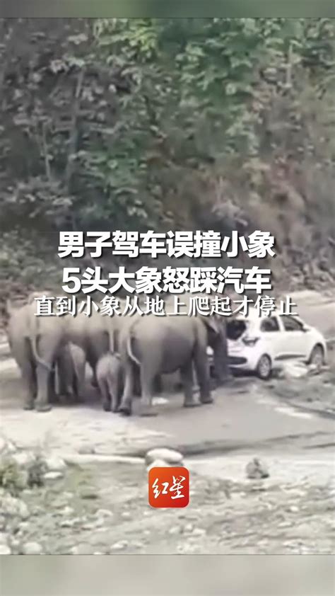 驾车误撞小象被大象围攻