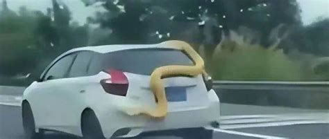 高速公路惊现黄金蟒蛇