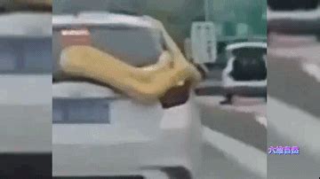高速路口发现黄金大蟒蛇盘踞车顶