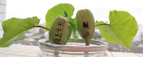 魔豆的种植方法和技巧