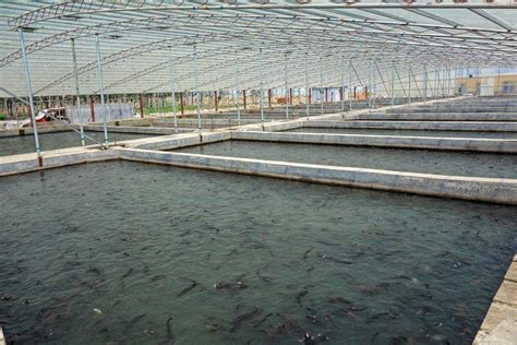 鱼塘用磷肥肥水方法