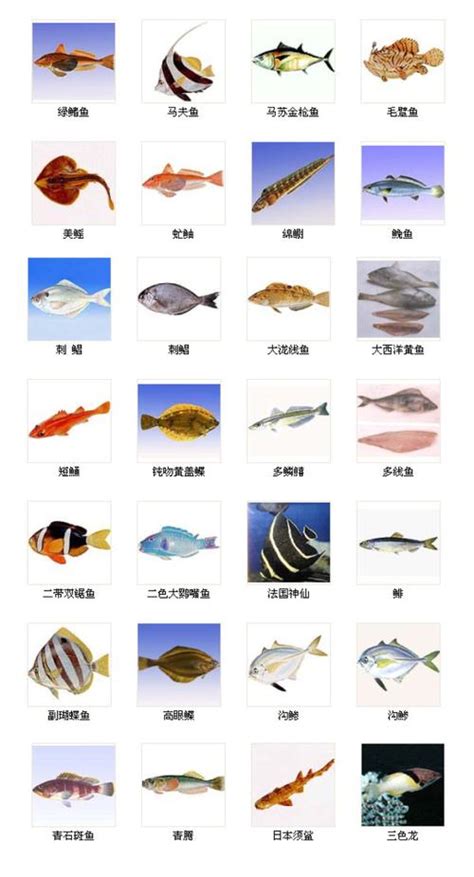 鱼的名字大全100种