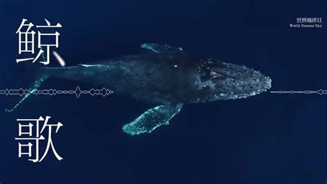鲸的声音交流