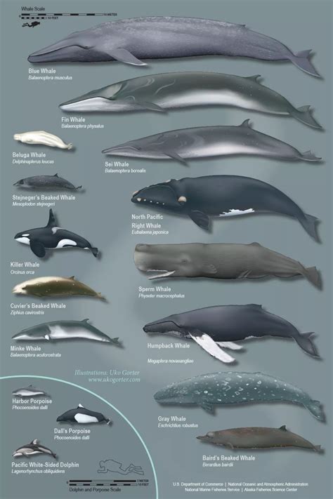 鲸鱼体型排名