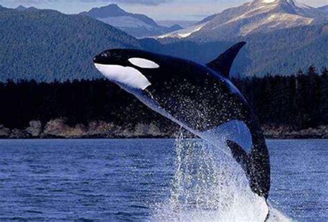 鲸鱼属于什么动物