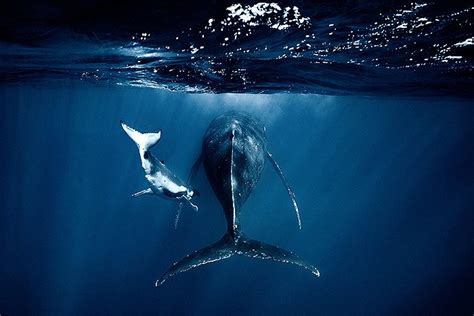 鲸鱼的奇妙之处
