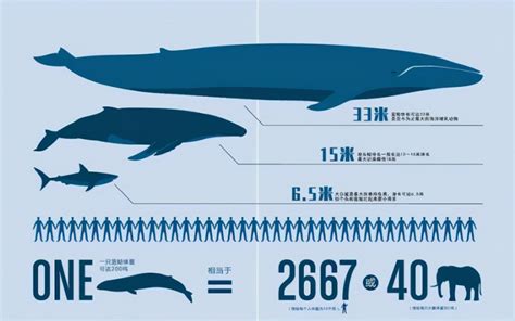 鲸鱼长多少米