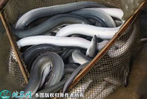 鳗鱼一斤多少钱