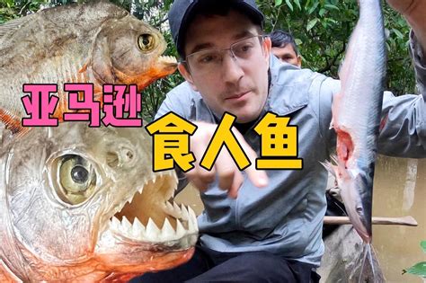 鳡鱼vs食人鱼网易视频