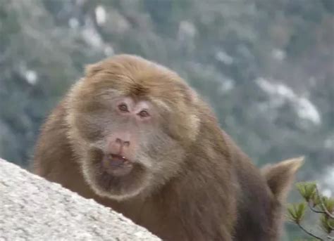黄山猕猴分布
