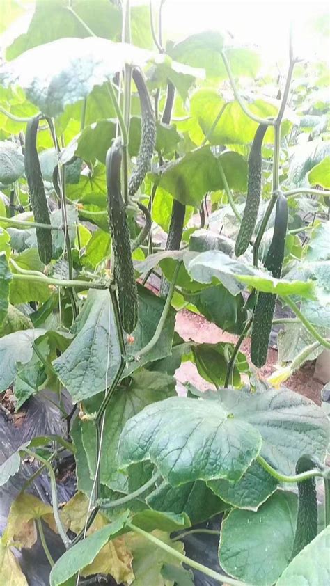 黄瓜几月份种植