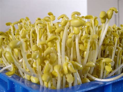 黄豆芽培育方法