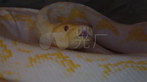 黄金蟒蛇高速原视频