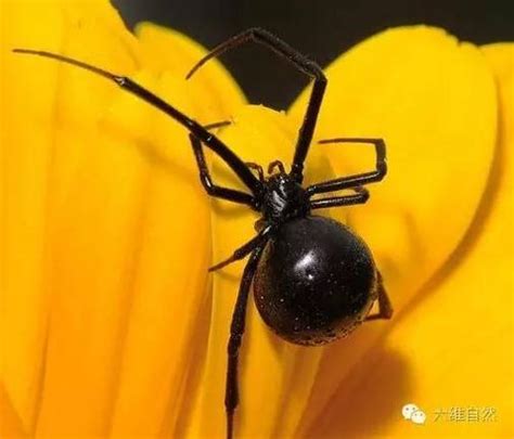 黑寡妇蜘蛛为什么会吃掉配偶