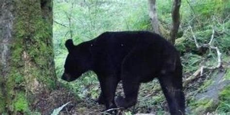 黑熊袭击村民致三人死亡