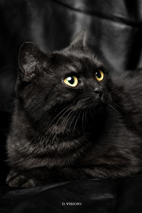黑猫取名叫啥