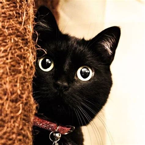 黑猫最适合取什么名字
