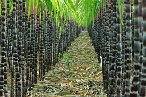 黑皮甘蔗最新栽培技术要求