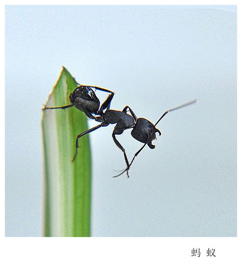 黑蚂蚁怎么找家