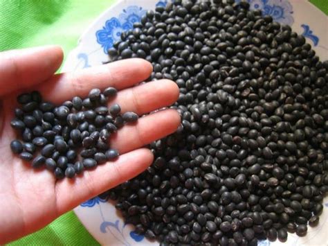 黑豆种子的种植方法