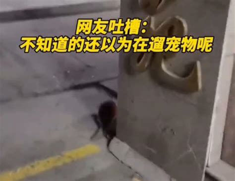 黑龙江出现一百多斤的老鼠