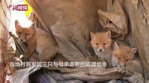 黑龙江村民和野生狐狸