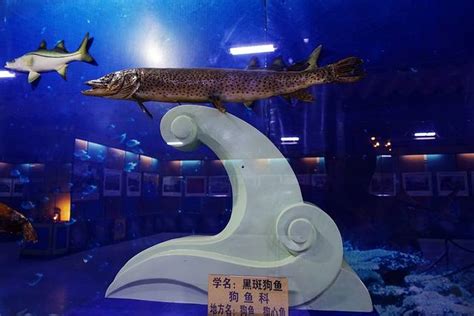 黑龙江鱼雕塑报价