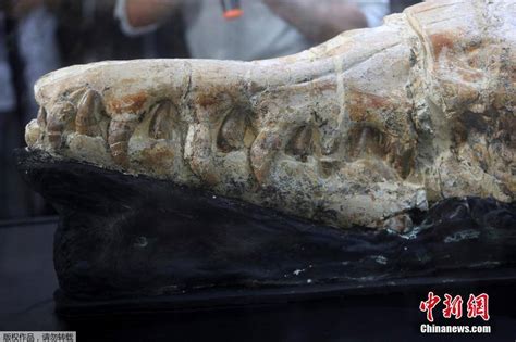 龙王鲸化石图片