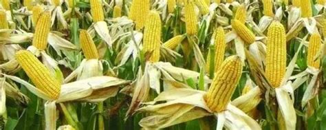 1亩田能种多少株玉米