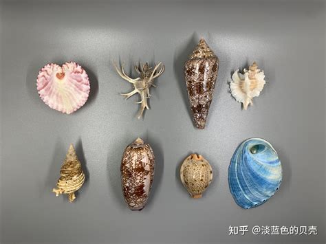 100种贝壳图片大全