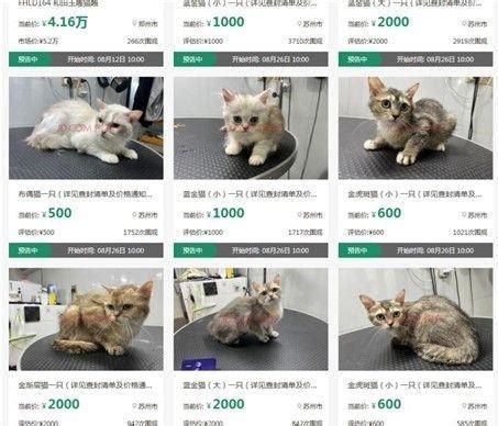 12只猫咪被拍卖抵债在哪里