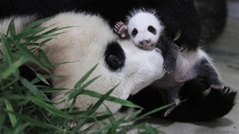 16年熊猫宝宝展出