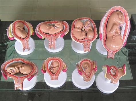 18周胎儿有多大图片