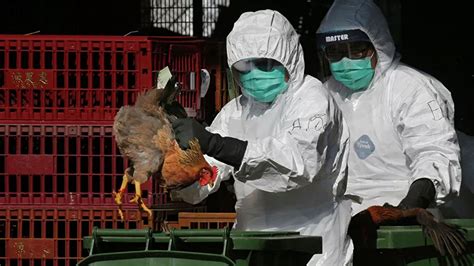 2018年禽流感疫情有吗
