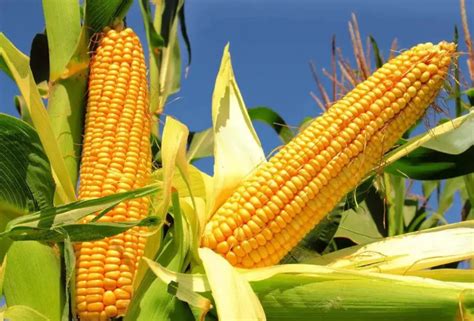 2020年元旦过后玉米会涨价吗