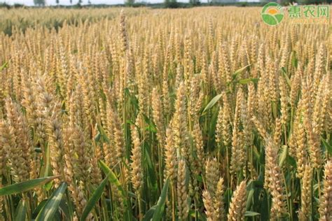 2021小麦种植品种