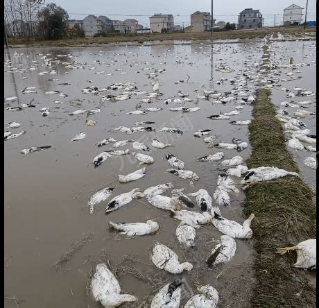 3000多只鸭子被毒死