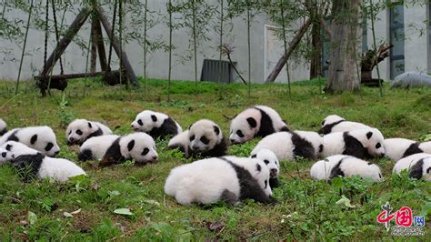 36只熊猫宝宝齐亮相