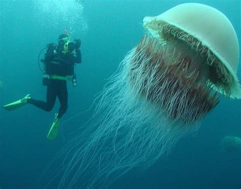 36米的巨型水母